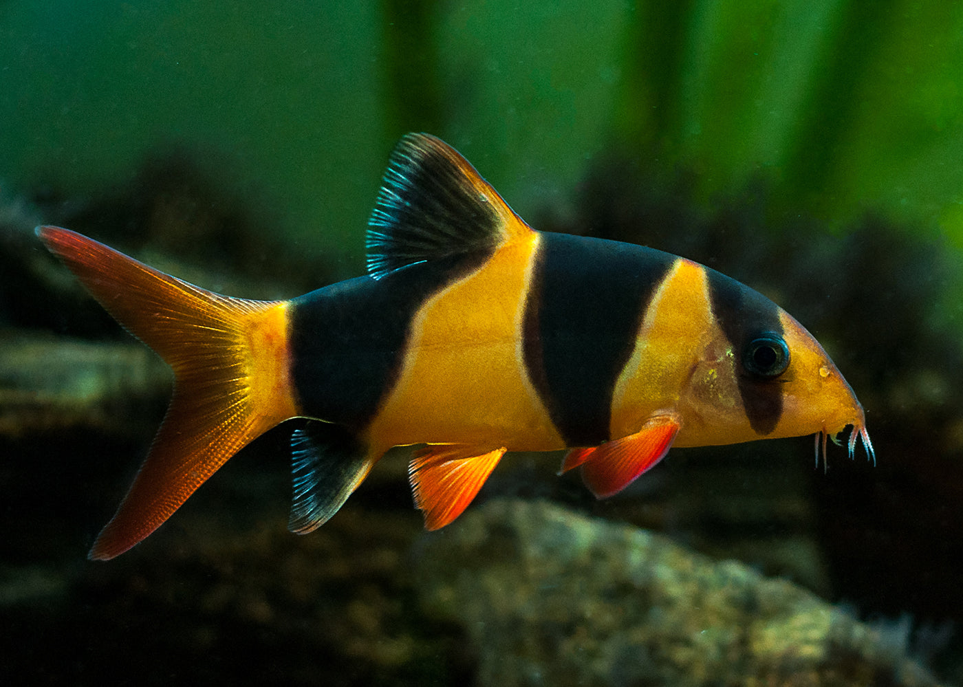 New Fish Order 7-2026