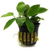 Anubias barteri 'Narrow Leaf'