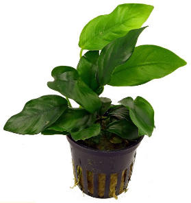 Anubias nana (Anubias barteri var. nana)