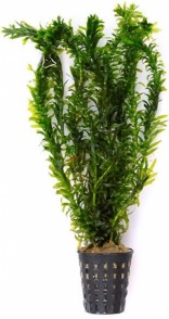 Brazilian Waterweed (Egeria densa)