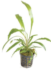 Cryptocoryne spiralis (Crypt Spiralis)