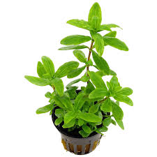 Dwarf Hygrophila (Hygrophila polysperma)