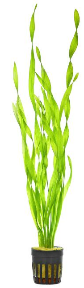 Eelgrass (Valisneria asiatica)