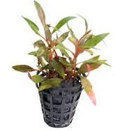 Alternanthera reineckii Green (Green Scarlet Temple)