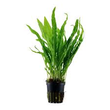 Java Fern (Microsorium pteropus)