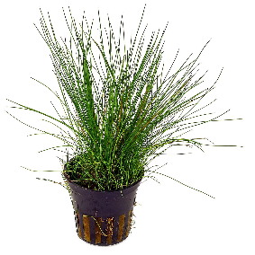 Mini Dwarf Hairgrass (Eleocharis acicularis) (Eleocharis accicularis)