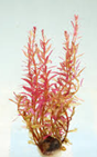 Rotala Blood Red - Rotala rotundifolia 'Reddish'