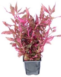 Scarlet Temple 'Variegated' (Alternanthera reineckii 'Variegated')