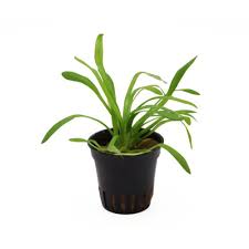 Slender Arrowhead (Sagittaria teres) - Pot