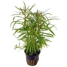 Star Plant - Pogostemon stellatus 'Dassen'