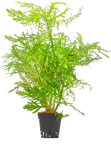 Water Wisteria 'Variegated' (Hygrophila difformis 'Variegated') (Hygrophila  difformis 'Variegated')