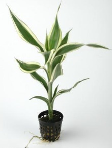 Dracenae sanderiana 'Florida'