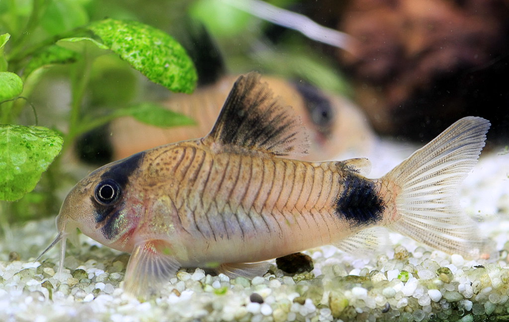 Panda Corydoras