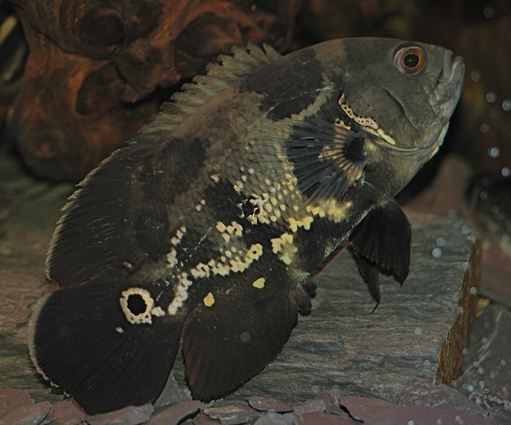 Black Tiger Oscar