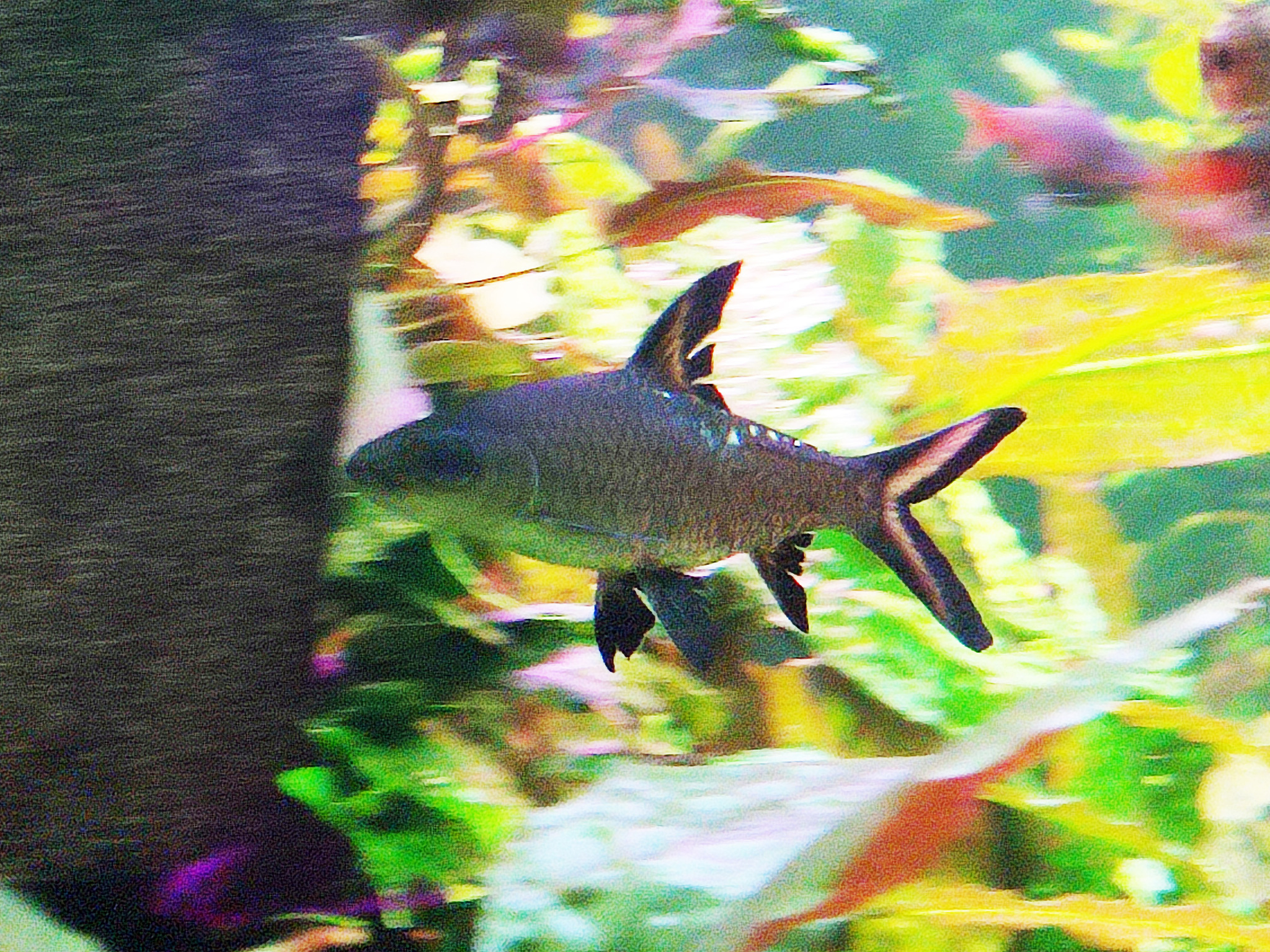 Silver Shark