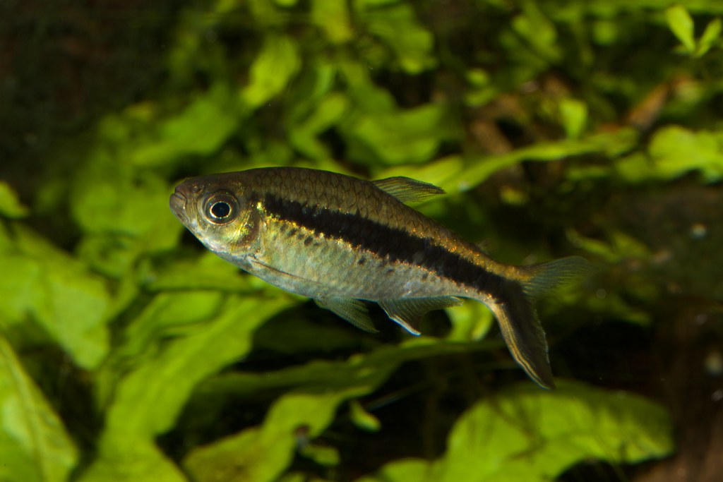 Penguin Tetra (Thayeria boehlkei)