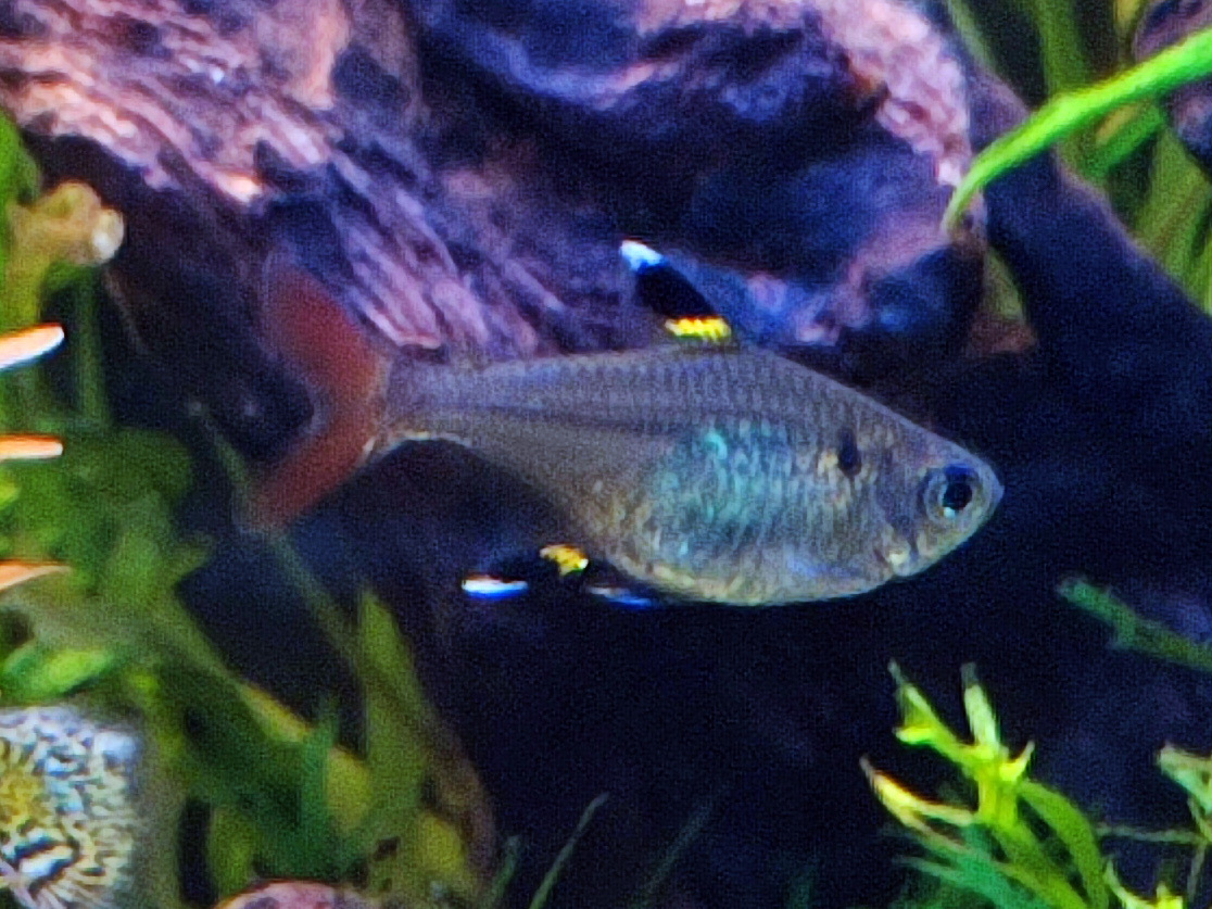 Pristella Tetra