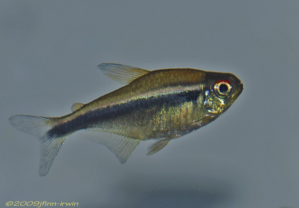 Black Neon Tetra