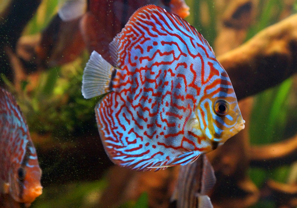 Discus Fish ASSORTED
