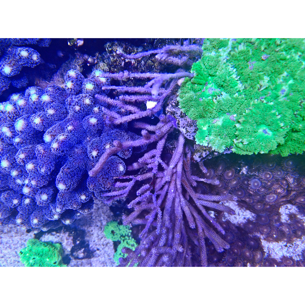 Aqua Medic Top View 200 mm