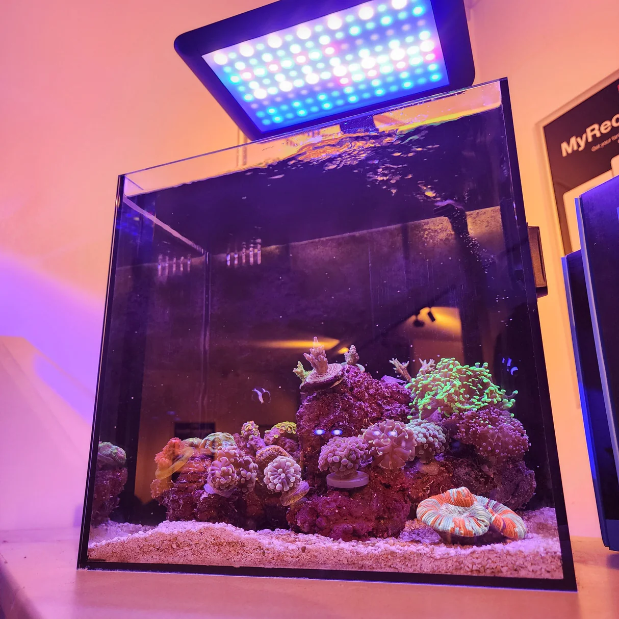 KELORAY I SEA 50 50W 6 CH
