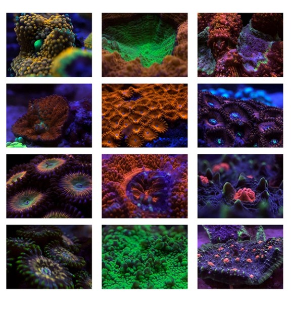 REEF CORE MOBILE LENS