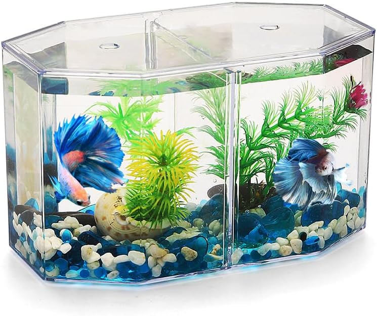 Betta Care
