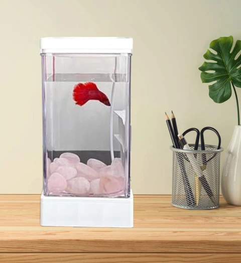 Betta Care