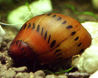 New Fish Order 7-2026