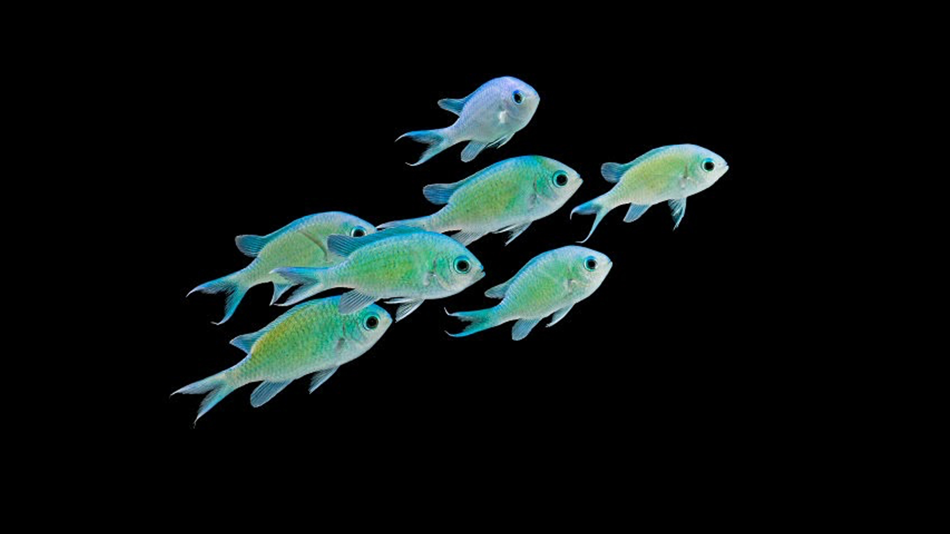 New Fish Order 7-2026