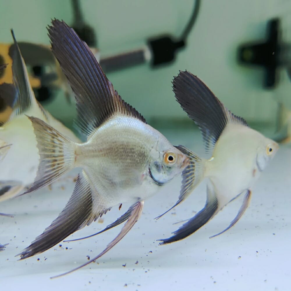 New Fish Order 7-2026