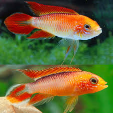 New Fish Order 7-2026