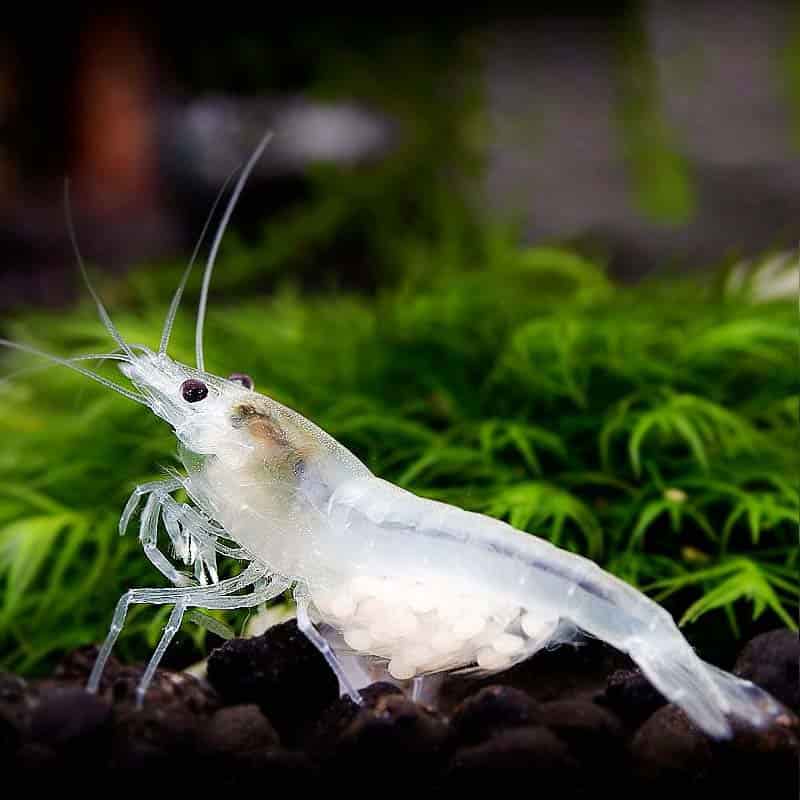 New Fish Order 7-2026