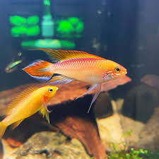 New Fish Order 7-2026