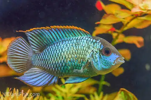 New Fish Order 7-2026