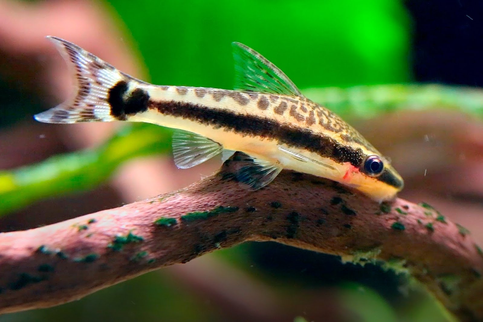 New Fish Order 7-2026