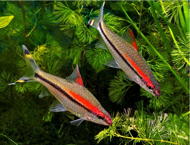New Fish Order 7-2026
