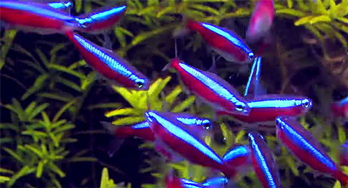 New Fish Order 7-2026