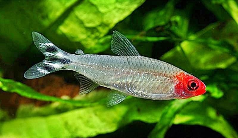 New Fish Order 7-2026