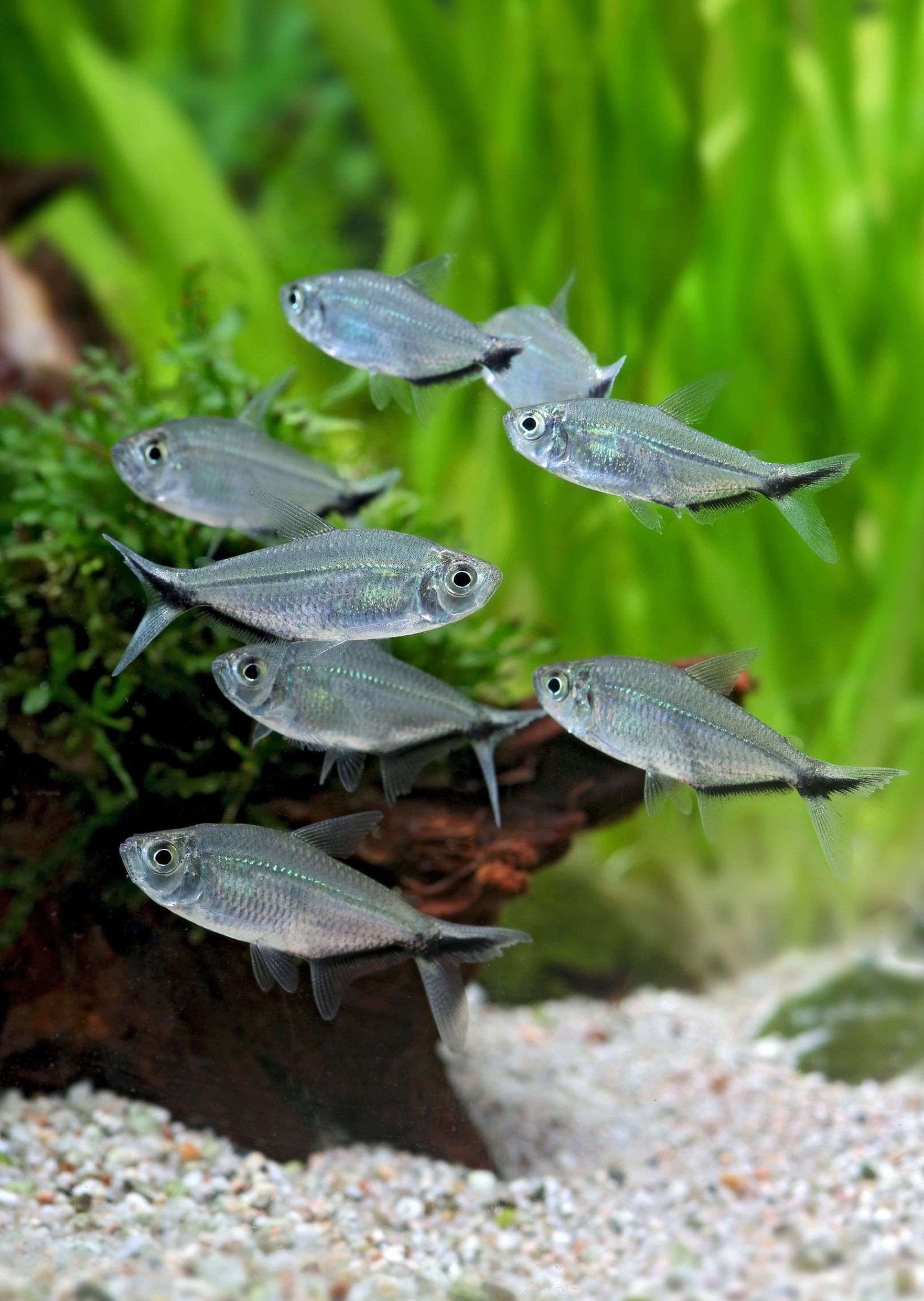 New Fish Order 7-2026