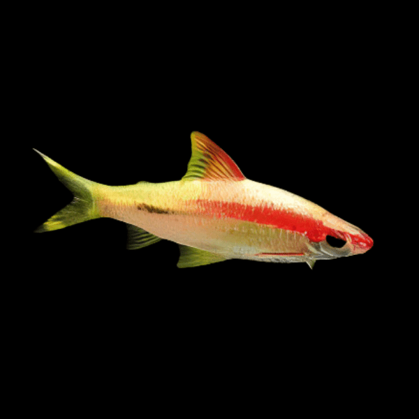 New Fish Order 7-2026
