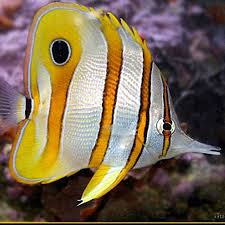New Fish Order 7-2026