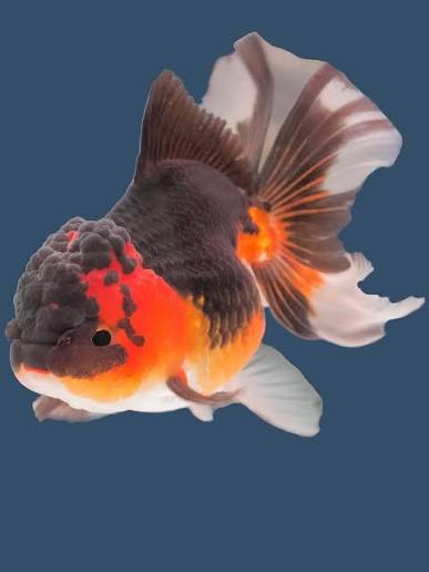 New Fish Order 7-2026
