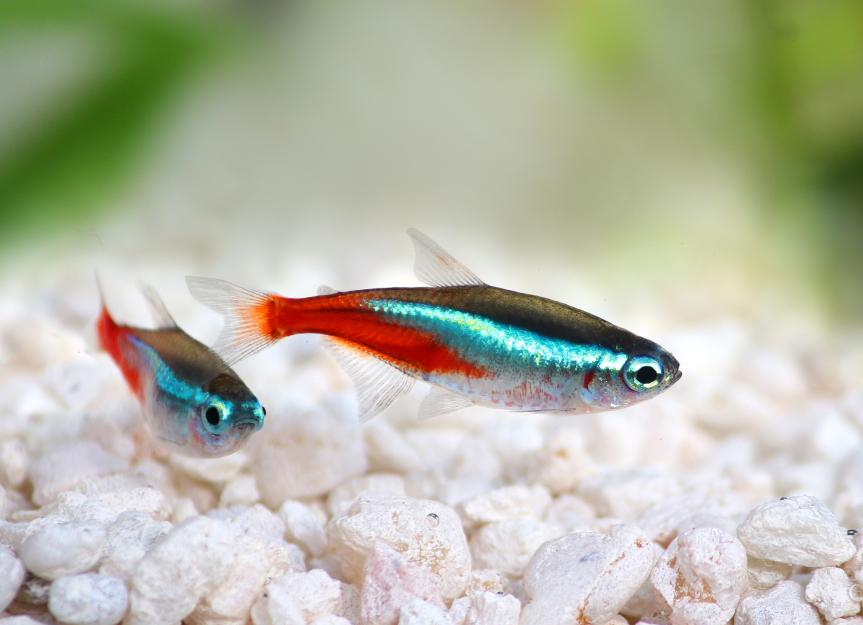 New Fish Order 7-2026