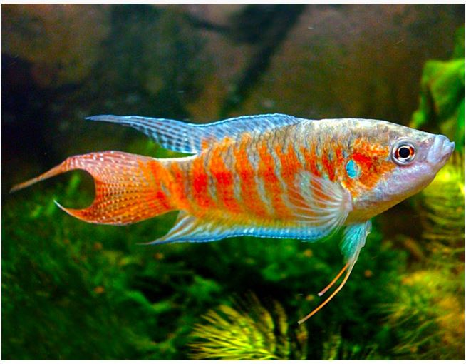 New Fish Order 7-2026