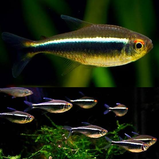New Fish Order 7-2026