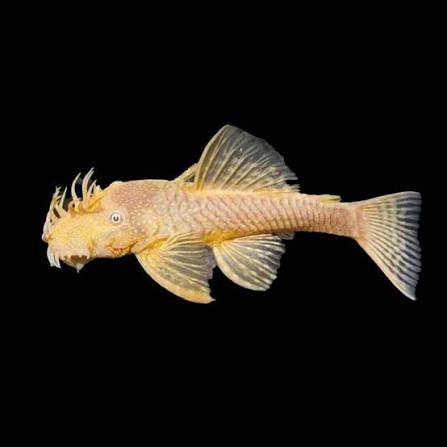 New Fish Order 7-2026