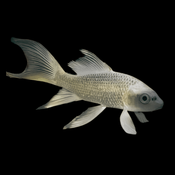 New Fish Order 7-2026