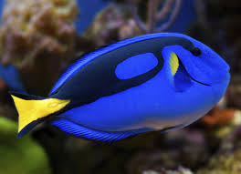 New Fish Order 7-2026