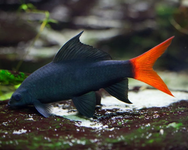 New Fish Order 7-2026